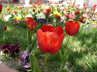 Red Turkish-Ottoman Tulip photo. <i>(Family: Liliaceae, Species: Lilliopsida)</i> <br>Photo Date: April 2005, Location: Turkey/Istanbul, By: Artislamic.com