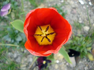 Red Turkish-Ottoman Tulip photo. <i>(Family: Liliaceae, Species: Lilliopsida)</i> <br>Photo Date: April 2005, Location: Turkey/Istanbul, By: Artislamic.com