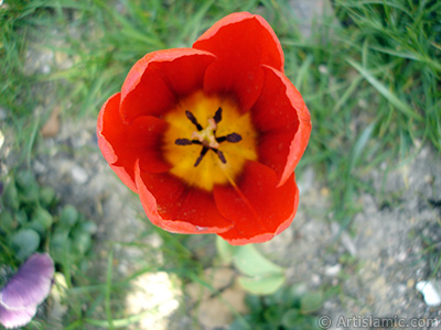 Red Turkish-Ottoman Tulip photo. <i>(Family: Liliaceae, Species: Lilliopsida)</i> <br>Photo Date: April 2005, Location: Turkey/Istanbul, By: Artislamic.com