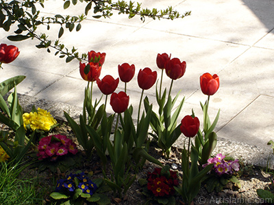 Red Turkish-Ottoman Tulip photo. <i>(Family: Liliaceae, Species: Lilliopsida)</i> <br>Photo Date: April 2005, Location: Turkey/Istanbul, By: Artislamic.com