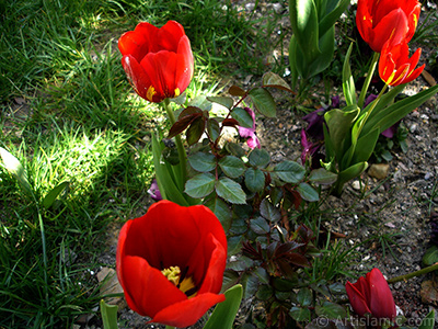 Red Turkish-Ottoman Tulip photo. <i>(Family: Liliaceae, Species: Lilliopsida)</i> <br>Photo Date: April 2005, Location: Turkey/Istanbul, By: Artislamic.com