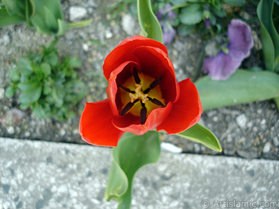 Red Turkish-Ottoman Tulip photo. <i>(Family: Liliaceae, Species: Lilliopsida)</i> <br>Photo Date: April 2005, Location: Turkey/Istanbul, By: Artislamic.com