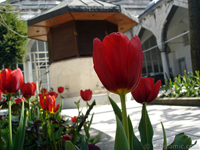 Red Turkish-Ottoman Tulip photo. <i>(Family: Liliaceae, Species: Lilliopsida)</i> <br>Photo Date: April 2005, Location: Turkey/Istanbul, By: Artislamic.com