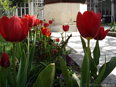 Red Turkish-Ottoman Tulip photo. <i>(Family: Liliaceae, Species: Lilliopsida)</i> <br>Photo Date: April 2005, Location: Turkey/Istanbul, By: Artislamic.com