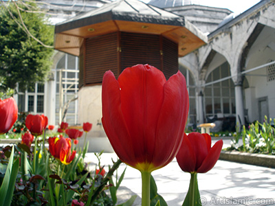 Red Turkish-Ottoman Tulip photo. <i>(Family: Liliaceae, Species: Lilliopsida)</i> <br>Photo Date: April 2005, Location: Turkey/Istanbul, By: Artislamic.com