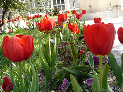 Red Turkish-Ottoman Tulip photo. <i>(Family: Liliaceae, Species: Lilliopsida)</i> <br>Photo Date: April 2005, Location: Turkey/Istanbul, By: Artislamic.com