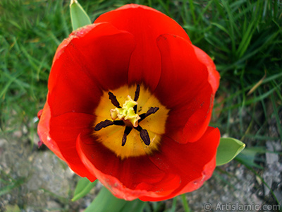 Krmz Trk-Osmanl Lalesi resmi. <i>(Ailesi: Liliaceae, Tr: Lilliopsida)</i> <br>ekim Tarihi: Nisan 2005, Yer: stanbul, Fotoraf: islamiSanat.net