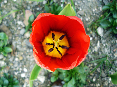 Red Turkish-Ottoman Tulip photo. <i>(Family: Liliaceae, Species: Lilliopsida)</i> <br>Photo Date: April 2005, Location: Turkey/Istanbul, By: Artislamic.com