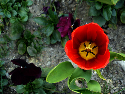 Red Turkish-Ottoman Tulip photo. <i>(Family: Liliaceae, Species: Lilliopsida)</i> <br>Photo Date: April 2005, Location: Turkey/Istanbul, By: Artislamic.com