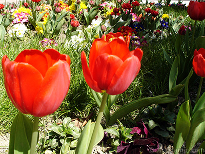 Red Turkish-Ottoman Tulip photo. <i>(Family: Liliaceae, Species: Lilliopsida)</i> <br>Photo Date: April 2005, Location: Turkey/Istanbul, By: Artislamic.com