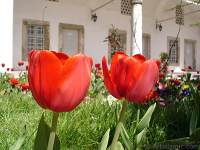 Red Turkish-Ottoman Tulip photo. <i>(Family: Liliaceae, Species: Lilliopsida)</i> <br>Photo Date: April 2005, Location: Turkey/Istanbul, By: Artislamic.com