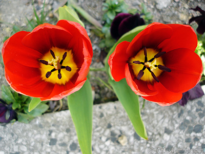 Red Turkish-Ottoman Tulip photo. <i>(Family: Liliaceae, Species: Lilliopsida)</i> <br>Photo Date: April 2005, Location: Turkey/Istanbul, By: Artislamic.com