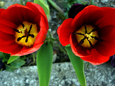 Red Turkish-Ottoman Tulip photo. <i>(Family: Liliaceae, Species: Lilliopsida)</i> <br>Photo Date: April 2005, Location: Turkey/Istanbul, By: Artislamic.com