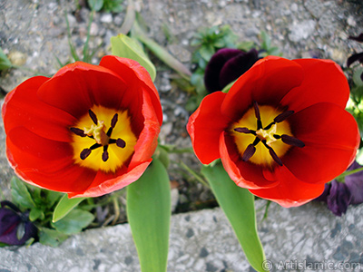 Red Turkish-Ottoman Tulip photo. <i>(Family: Liliaceae, Species: Lilliopsida)</i> <br>Photo Date: April 2005, Location: Turkey/Istanbul, By: Artislamic.com