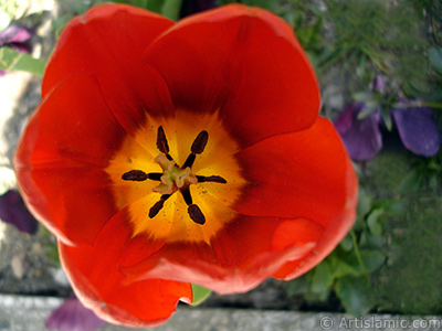 Red Turkish-Ottoman Tulip photo. <i>(Family: Liliaceae, Species: Lilliopsida)</i> <br>Photo Date: April 2005, Location: Turkey/Istanbul, By: Artislamic.com