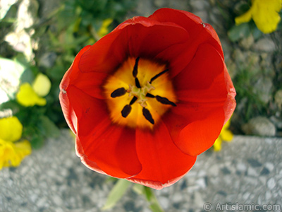 Red Turkish-Ottoman Tulip photo. <i>(Family: Liliaceae, Species: Lilliopsida)</i> <br>Photo Date: April 2005, Location: Turkey/Istanbul, By: Artislamic.com