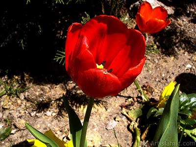 Red Turkish-Ottoman Tulip photo. <i>(Family: Liliaceae, Species: Lilliopsida)</i> <br>Photo Date: April 2005, Location: Turkey/Istanbul, By: Artislamic.com