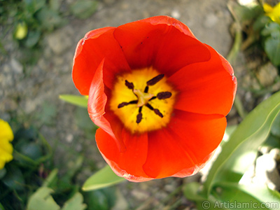 Red Turkish-Ottoman Tulip photo. <i>(Family: Liliaceae, Species: Lilliopsida)</i> <br>Photo Date: April 2005, Location: Turkey/Istanbul, By: Artislamic.com