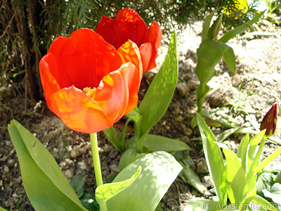 Red Turkish-Ottoman Tulip photo. <i>(Family: Liliaceae, Species: Lilliopsida)</i> <br>Photo Date: April 2005, Location: Turkey/Istanbul, By: Artislamic.com