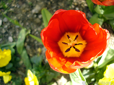 Red Turkish-Ottoman Tulip photo. <i>(Family: Liliaceae, Species: Lilliopsida)</i> <br>Photo Date: April 2005, Location: Turkey/Istanbul, By: Artislamic.com