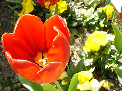 Red Turkish-Ottoman Tulip photo. <i>(Family: Liliaceae, Species: Lilliopsida)</i> <br>Photo Date: April 2005, Location: Turkey/Istanbul, By: Artislamic.com