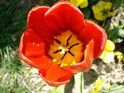 Red Turkish-Ottoman Tulip photo. <i>(Family: Liliaceae, Species: Lilliopsida)</i> <br>Photo Date: April 2005, Location: Turkey/Istanbul, By: Artislamic.com