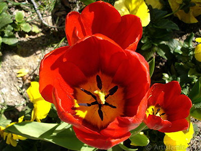 Red Turkish-Ottoman Tulip photo. <i>(Family: Liliaceae, Species: Lilliopsida)</i> <br>Photo Date: April 2005, Location: Turkey/Istanbul, By: Artislamic.com