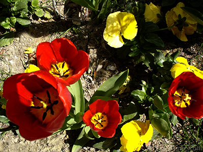 Red Turkish-Ottoman Tulip photo. <i>(Family: Liliaceae, Species: Lilliopsida)</i> <br>Photo Date: April 2005, Location: Turkey/Istanbul, By: Artislamic.com