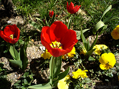 Krmz Trk-Osmanl Lalesi resmi. <i>(Ailesi: Liliaceae, Tr: Lilliopsida)</i> <br>ekim Tarihi: Nisan 2005, Yer: stanbul, Fotoraf: islamiSanat.net