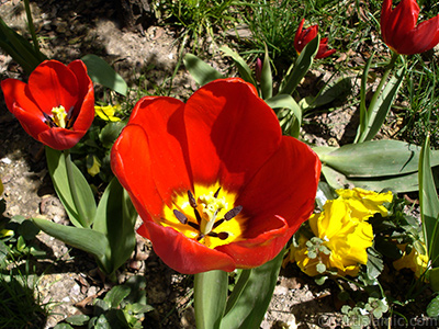 Red Turkish-Ottoman Tulip photo. <i>(Family: Liliaceae, Species: Lilliopsida)</i> <br>Photo Date: April 2005, Location: Turkey/Istanbul, By: Artislamic.com