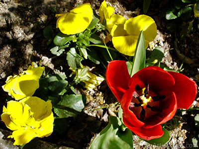 Red Turkish-Ottoman Tulip photo. <i>(Family: Liliaceae, Species: Lilliopsida)</i> <br>Photo Date: April 2005, Location: Turkey/Istanbul, By: Artislamic.com