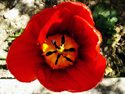 Red Turkish-Ottoman Tulip photo. <i>(Family: Liliaceae, Species: Lilliopsida)</i> <br>Photo Date: April 2005, Location: Turkey/Istanbul, By: Artislamic.com