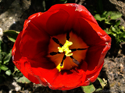 Red Turkish-Ottoman Tulip photo. <i>(Family: Liliaceae, Species: Lilliopsida)</i> <br>Photo Date: April 2005, Location: Turkey/Istanbul, By: Artislamic.com