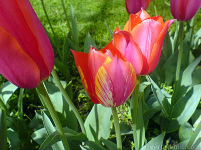 Red-yellow color Turkish-Ottoman Tulip photo. <i>(Family: Liliaceae, Species: Lilliopsida)</i> <br>Photo Date: April 2010, Location: Turkey/Istanbul-Mother`s Flowers, By: Artislamic.com