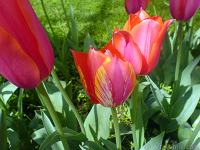 Red-yellow color Turkish-Ottoman Tulip photo. <i>(Family: Liliaceae, Species: Lilliopsida)</i> <br>Photo Date: April 2010, Location: Turkey/Istanbul-Mother`s Flowers, By: Artislamic.com