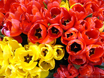 Red-yellow color Turkish-Ottoman Tulip photo. <i>(Family: Liliaceae, Species: Lilliopsida)</i> <br>Photo Date: April 2005, Location: Turkey/Istanbul-Uskudar, By: Artislamic.com