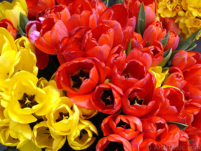 Red-yellow color Turkish-Ottoman Tulip photo. <i>(Family: Liliaceae, Species: Lilliopsida)</i> <br>Photo Date: April 2005, Location: Turkey/Istanbul-Uskudar, By: Artislamic.com