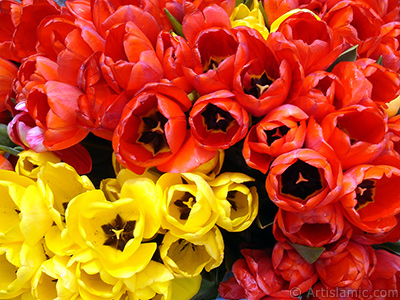 Red-yellow color Turkish-Ottoman Tulip photo. <i>(Family: Liliaceae, Species: Lilliopsida)</i> <br>Photo Date: April 2005, Location: Turkey/Istanbul-Uskudar, By: Artislamic.com