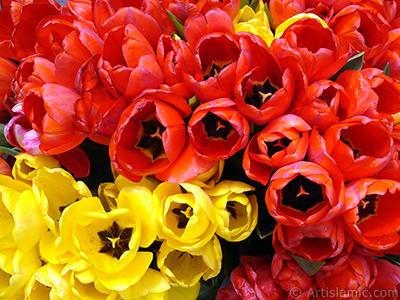 Red-yellow color Turkish-Ottoman Tulip photo. <i>(Family: Liliaceae, Species: Lilliopsida)</i> <br>Photo Date: April 2005, Location: Turkey/Istanbul-Uskudar, By: Artislamic.com