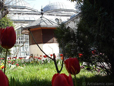 Red-yellow color Turkish-Ottoman Tulip photo. <i>(Family: Liliaceae, Species: Lilliopsida)</i> <br>Photo Date: April 2005, Location: Turkey/Istanbul, By: Artislamic.com