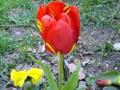 Red-yellow color Turkish-Ottoman Tulip photo. <i>(Family: Liliaceae, Species: Lilliopsida)</i> <br>Photo Date: April 2005, Location: Turkey/Istanbul, By: Artislamic.com