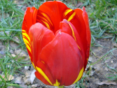 Red-yellow color Turkish-Ottoman Tulip photo. <i>(Family: Liliaceae, Species: Lilliopsida)</i> <br>Photo Date: April 2005, Location: Turkey/Istanbul, By: Artislamic.com