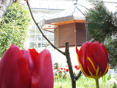 Red-yellow color Turkish-Ottoman Tulip photo. <i>(Family: Liliaceae, Species: Lilliopsida)</i> <br>Photo Date: April 2005, Location: Turkey/Istanbul, By: Artislamic.com