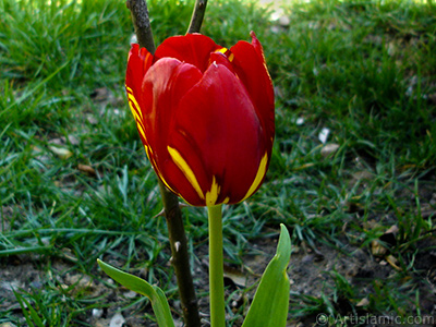 Red-yellow color Turkish-Ottoman Tulip photo. <i>(Family: Liliaceae, Species: Lilliopsida)</i> <br>Photo Date: April 2005, Location: Turkey/Istanbul, By: Artislamic.com