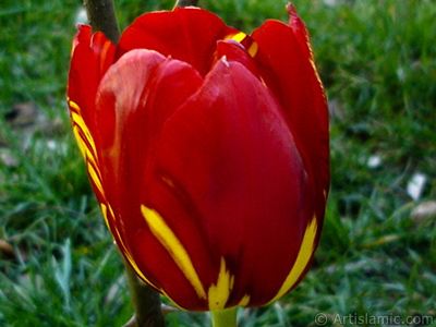 Red-yellow color Turkish-Ottoman Tulip photo. <i>(Family: Liliaceae, Species: Lilliopsida)</i> <br>Photo Date: April 2005, Location: Turkey/Istanbul, By: Artislamic.com