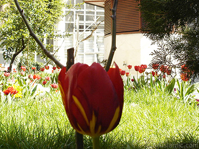 Red-yellow color Turkish-Ottoman Tulip photo. <i>(Family: Liliaceae, Species: Lilliopsida)</i> <br>Photo Date: April 2005, Location: Turkey/Istanbul, By: Artislamic.com