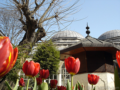 Red-yellow color Turkish-Ottoman Tulip photo. <i>(Family: Liliaceae, Species: Lilliopsida)</i> <br>Photo Date: April 2005, Location: Turkey/Istanbul, By: Artislamic.com