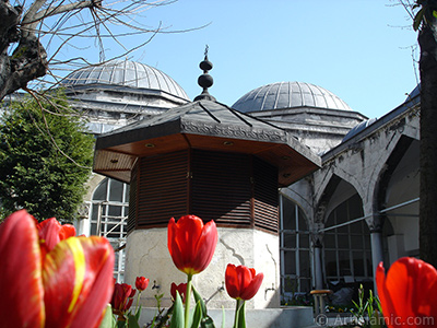 Krmz-sar Trk-Osmanl Lalesi resmi. <i>(Ailesi: Liliaceae, Tr: Lilliopsida)</i> <br>ekim Tarihi: Nisan 2005, Yer: stanbul, Fotoraf: islamiSanat.net