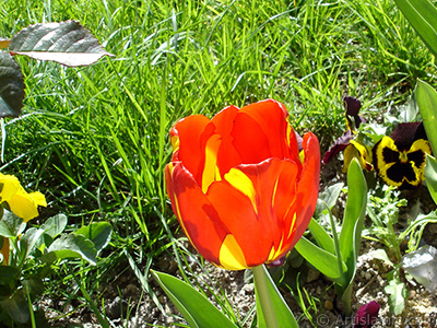 Krmz-sar Trk-Osmanl Lalesi resmi. <i>(Ailesi: Liliaceae, Tr: Lilliopsida)</i> <br>ekim Tarihi: Nisan 2005, Yer: stanbul, Fotoraf: islamiSanat.net