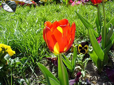 Red-yellow color Turkish-Ottoman Tulip photo. <i>(Family: Liliaceae, Species: Lilliopsida)</i> <br>Photo Date: April 2005, Location: Turkey/Istanbul, By: Artislamic.com